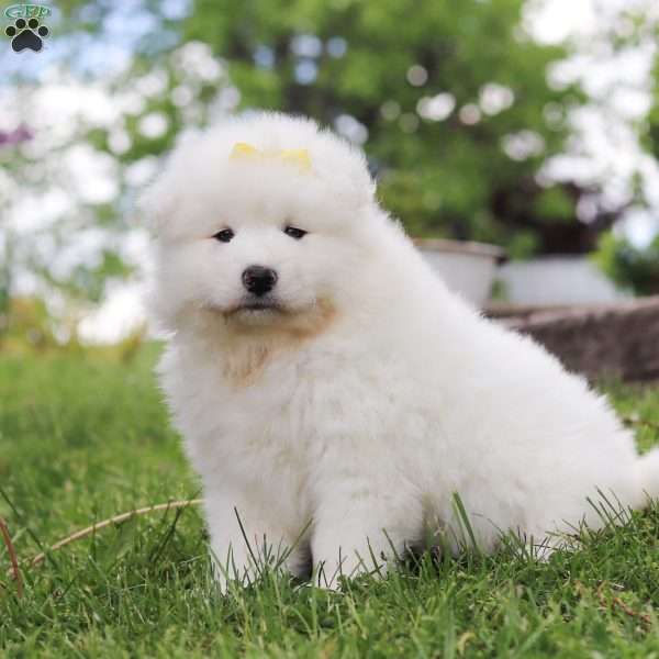 Becky, Samoyed Puppy
